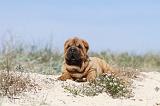 SHAR-PEI 132